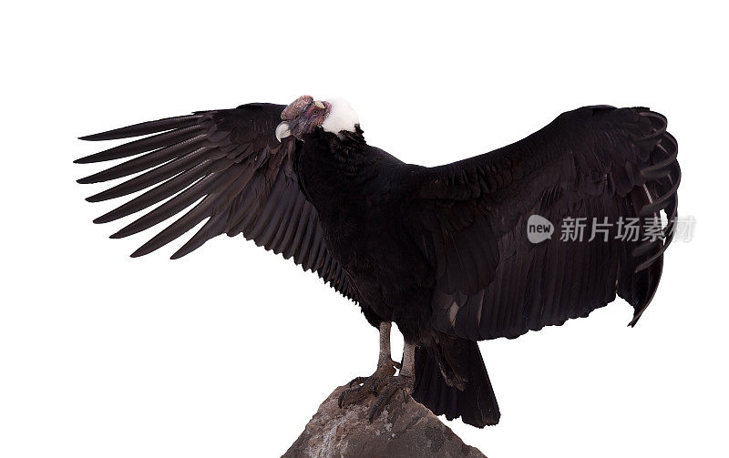 Vultur gryphus。在白色背景上隔离